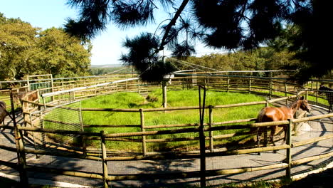 Mechanical-hot-walker-used-to-exercise-juvenile-race-horses-on-stud-farm