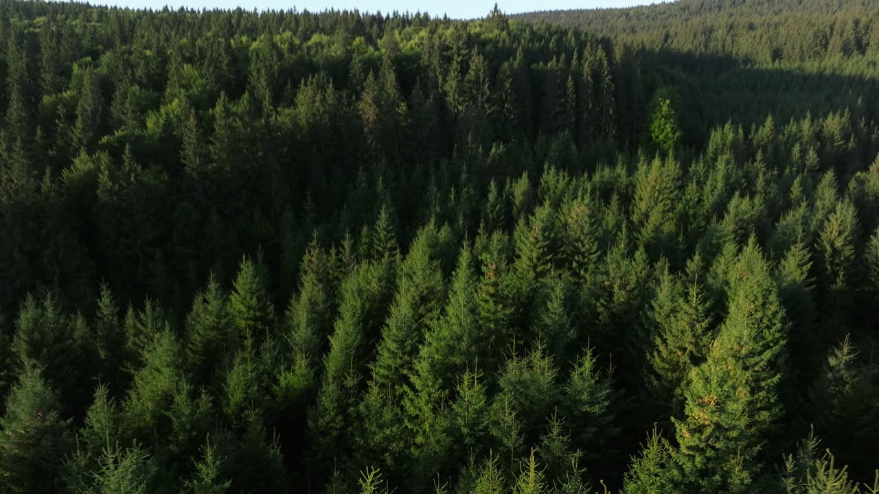 Dense green pine forest canopy viewed from above on a sunny day with rich natural textures