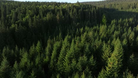 dense green pine forest canopy viewed from above on a sunny day with rich natural textures