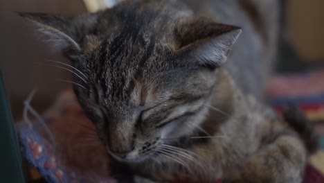 Hombre-Acariciando-A-Un-Lindo-Gato