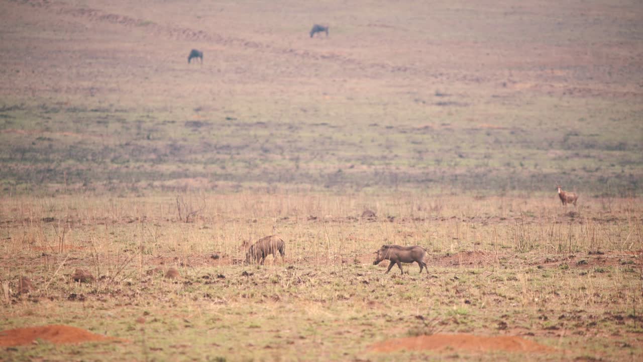건조한 사바나에서 풀을 뜯는 아프리카 흑멧돼지, 백그라운드에서 영양