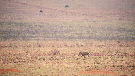 Jabalíes-Africanos-Pastando-En-Sabana-Seca,-Antílopes-En-El-Fondo