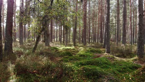 Dolly-shot-in-the-pine-forest