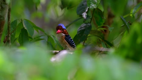 Un-Martín-Pescador-De-árboles-Y-Una-De-Las-Aves-Más-Hermosas-Que-Se-Encuentran-En-Tailandia-Dentro-De-Las-Selvas-Tropicales