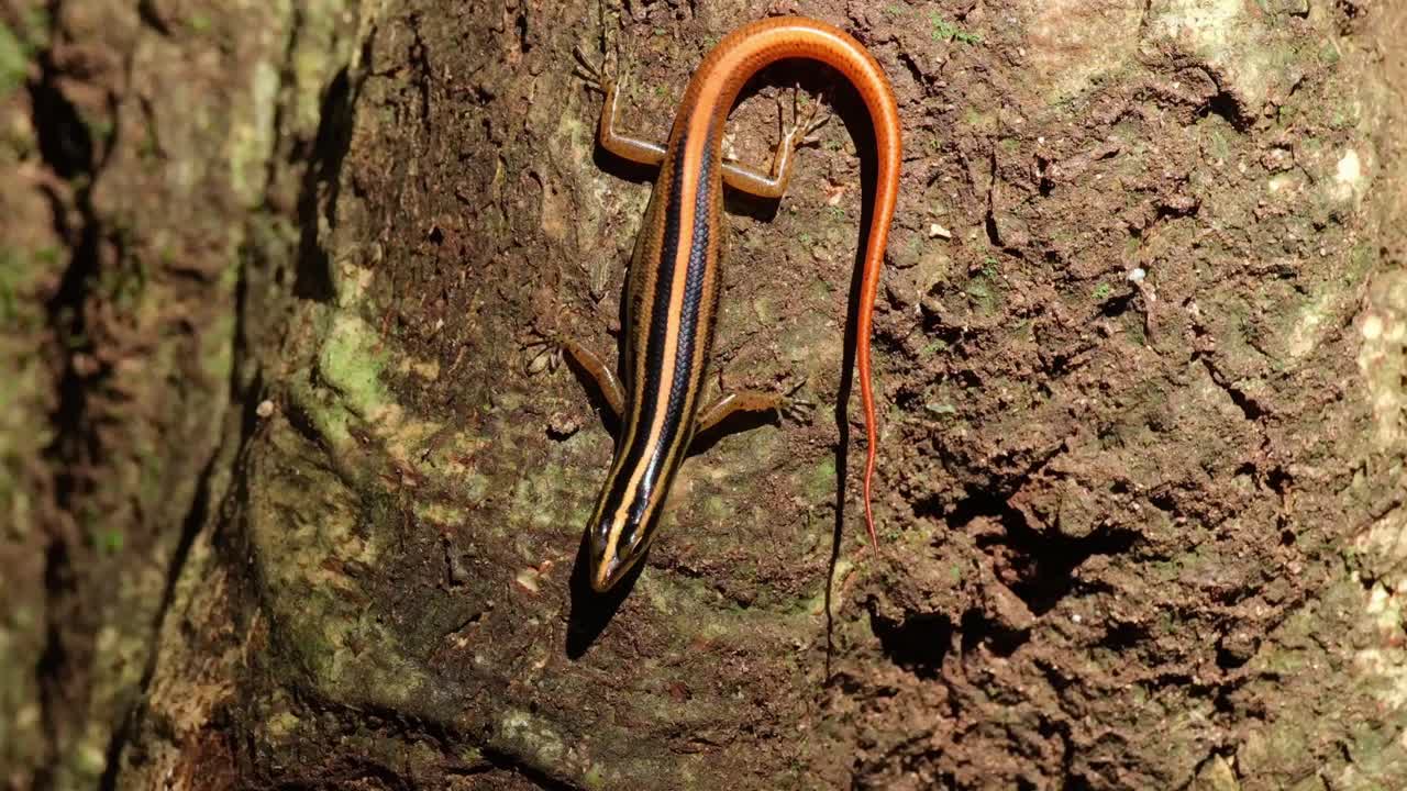 de repente mueve la cabeza mirando hacia la cámara mientras se expone bajo el caliente sol de la tarde en el bosque, sunda skink rayado lipinia vittigera, tailandia