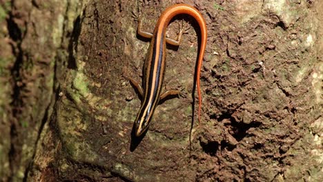 Suddenly-moves-its-head-looking-towards-the-camera-while-exposed-under-the-hot-afternoon-sun-in-the-forest,-Sunda-striped-skink-Lipinia-vittigera,-Thailand