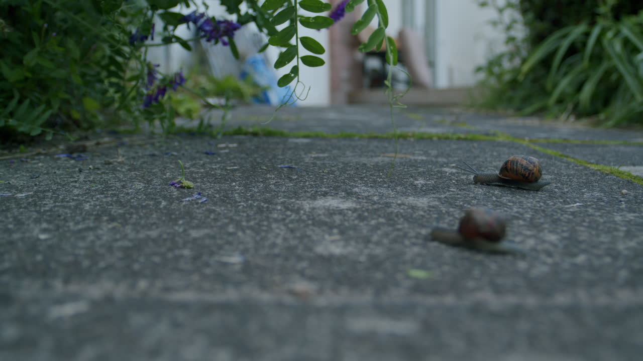 Two snails slowly crawling across path in garden