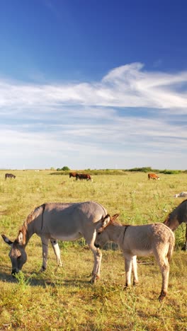 serene-summer-day-where-donkeys-peacefully-graze-on-a-lush-green-pasture