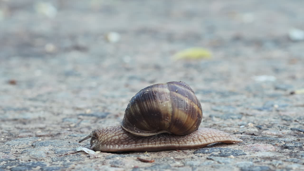 Close up oof a brown snail crawling on the ground outdoors