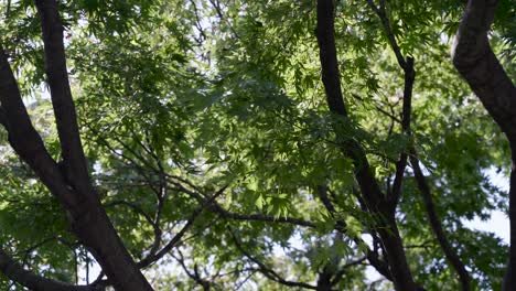 close up frame filling japanese maple leaf tree with green leaves in summer