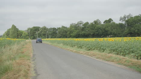 A-blue-car-driving-down-a-quiet-country-road-next-to-a-sunflower-farm-in-southern-France