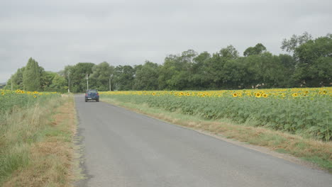 a blue car driving down a quiet country road next to a sunflower farm in southern france