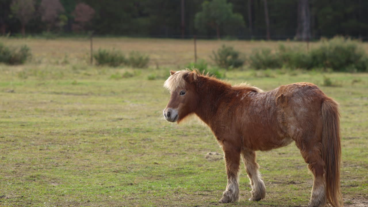 pequeño pony marrón parado en un campo verde, día soleado