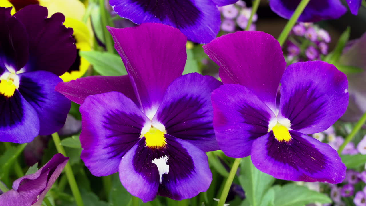 Close up of many violet flowers