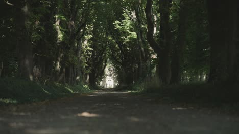 low angle shot of a hiking trail walking path surrounded by green forest at daytime