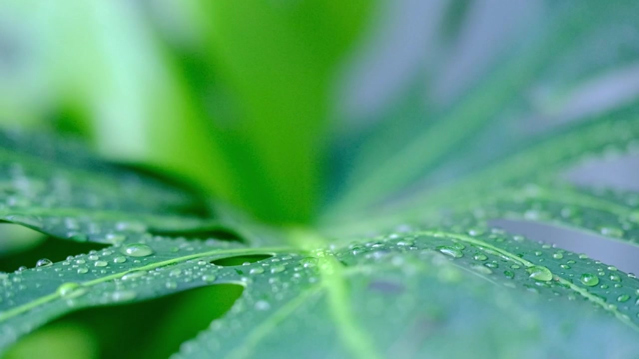 Detalhes macro de gotas de água em uma grande folha de monstera.