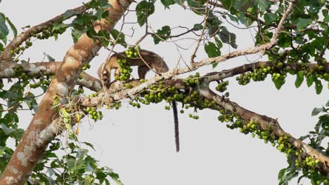moviéndose hacia la izquierda buscando la mejor fruta mientras ya está comiendo algo, civeta de palma de tres rayas arctogalidia trivirgata, tailandia