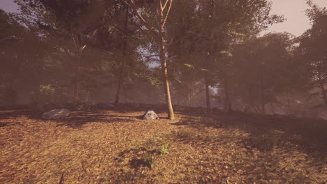 autumn forest landscape with soft sunlight filtering through trees