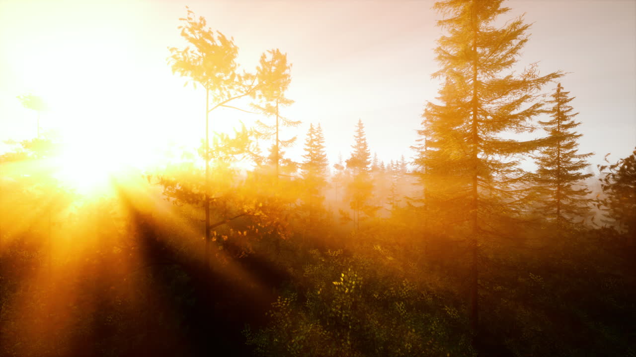 восход солнца в туманном лесу