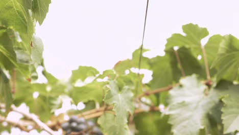 organic grape vineyard with many bunches of grapes for harvesting