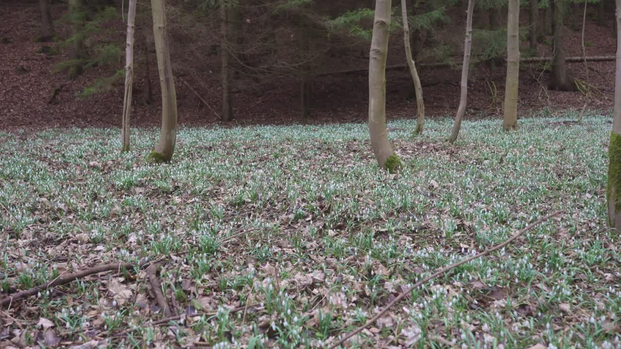 Snowdrops emerge from the earth, signaling the arrival of spring. A meadow awakens to life in the gentle embrace of nature.
