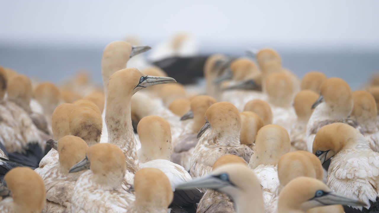 Close up pan right shot of Cape gannet in its colony at Lambert's Bay, South Africa