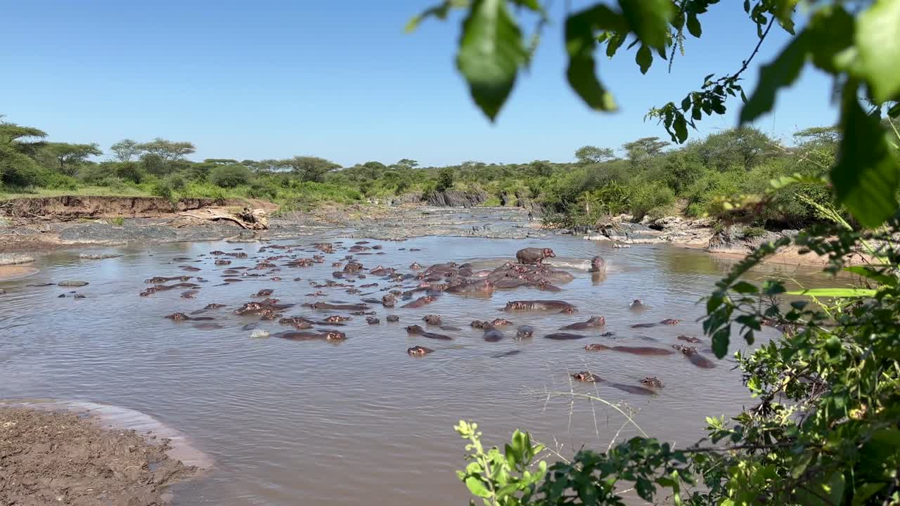 Common hippopotamuses (Hippopotamus amphibius) in the river in Serengeti National Park. Tanzania.