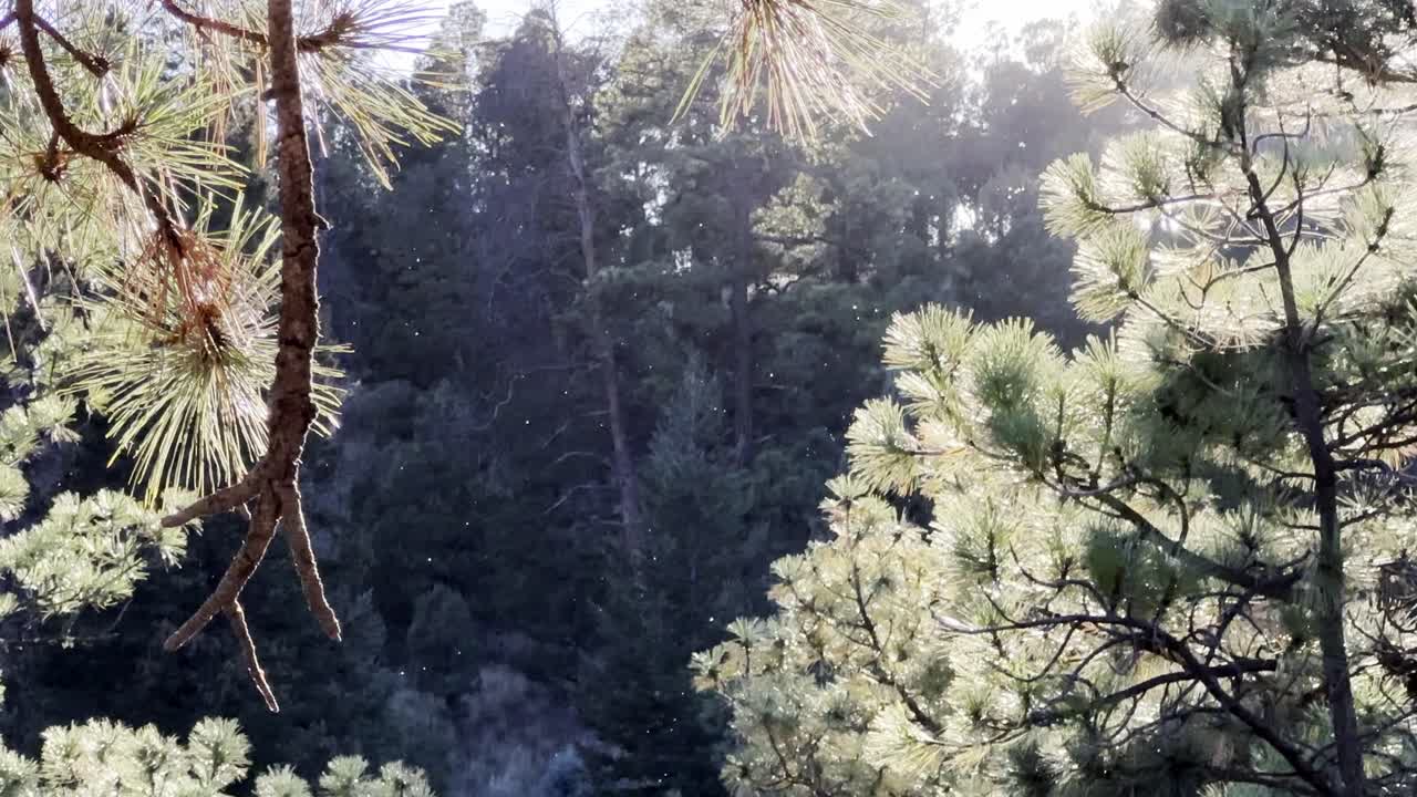 Mosche che sciamano nella luce del mattino.