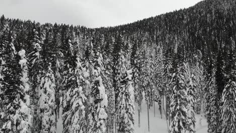 Snow-covered-forest,-top-down-aerial-view-6