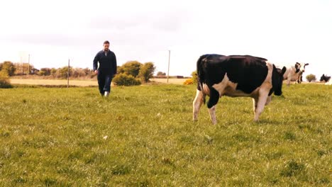 Viehzüchter-Geht-Auf-Dem-Feld-Spazieren