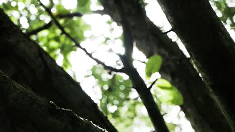 forest green leaves and brown branches waltz in the wind, bathed in mesmerizing purple and green lens flare