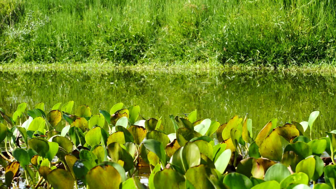 콜롬비아-남미의 담수 늪