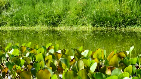 a freshwater swamp in colombia-south america