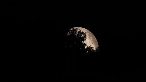 Zoom-En-Detalle-En-El-Lado-De-La-Luna-Capturado-Con-Copas-De-árboles-En-Movimiento-Vista-De-Zoom-De-Primer-Plano-Con-Todos-Los-Detalles-En-El-Paisaje-Lunar-Usando-Lunalon-Capturado-En-Resolución-4k