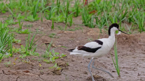 Avoceta-Aves-Marinas-Zancudas-Alimentándose-De-Las-Marismas-De-Las-Marismas-De-La-Costa-De-Lincolnshire,-Reino-Unido