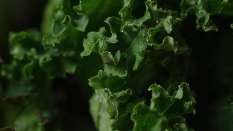 распыляние воды на листья салата салата макро выстрел