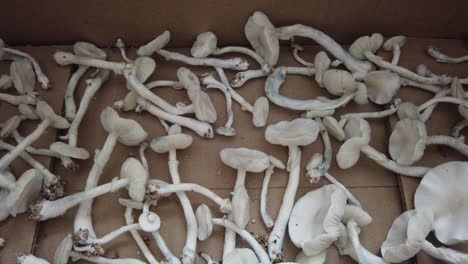 psilocybe cubensis magic mushrooms cultivation, albino, closeup inside box dryer