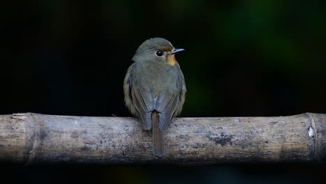 Papamoscas-Azul-De-La-Colina-Posado-En-Un-Bambú,-Cyornis-Whitei