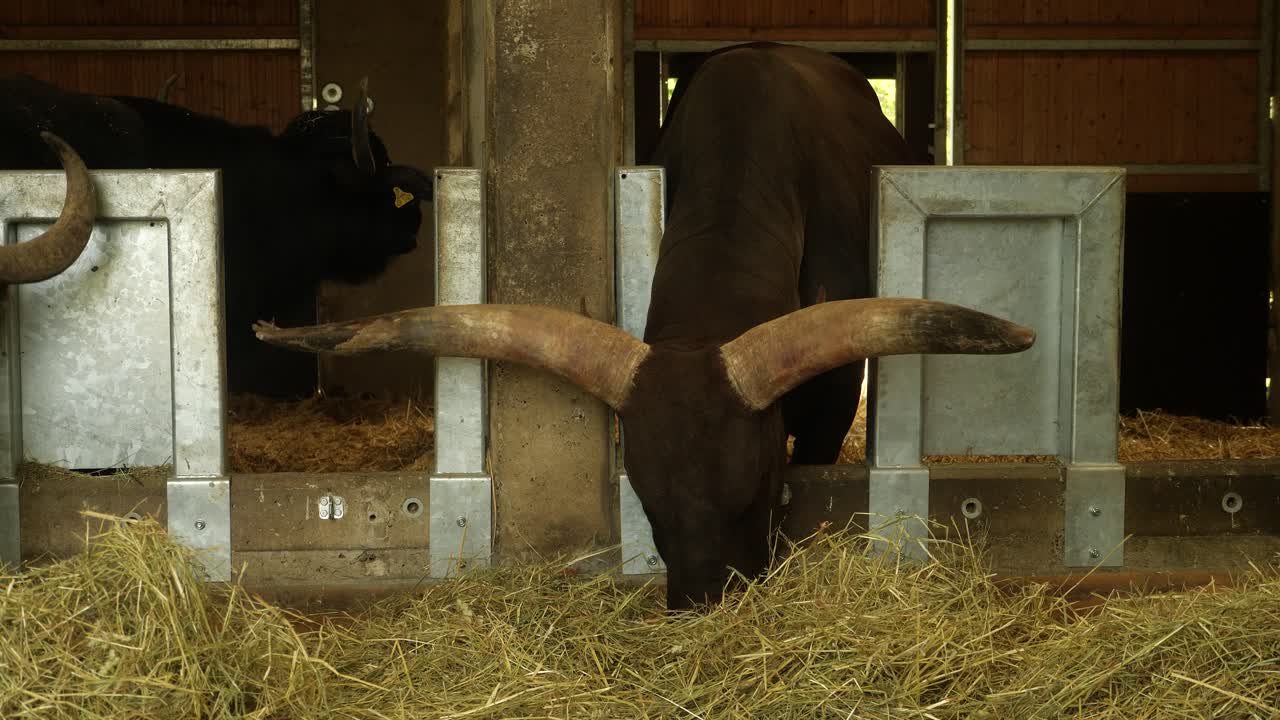 Un Ankole-Watusi mangia fieno in una stalla in uno zoo