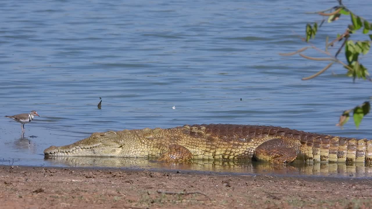 A crocodile relaxes at the water's edge in Kruger National Park, while small birds navigate the sandy beach nearby.