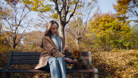 young blond woman feeding toy poodle dog puppy with snacks from palm sitting on bench in autumn city park