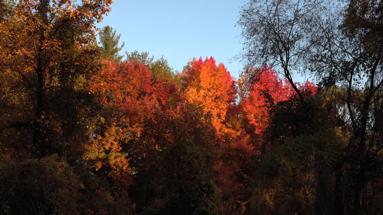 느린 동작 아름다운 가을 가을 숲 빨간색, 오렌지색, 노란색 잎 아메리카