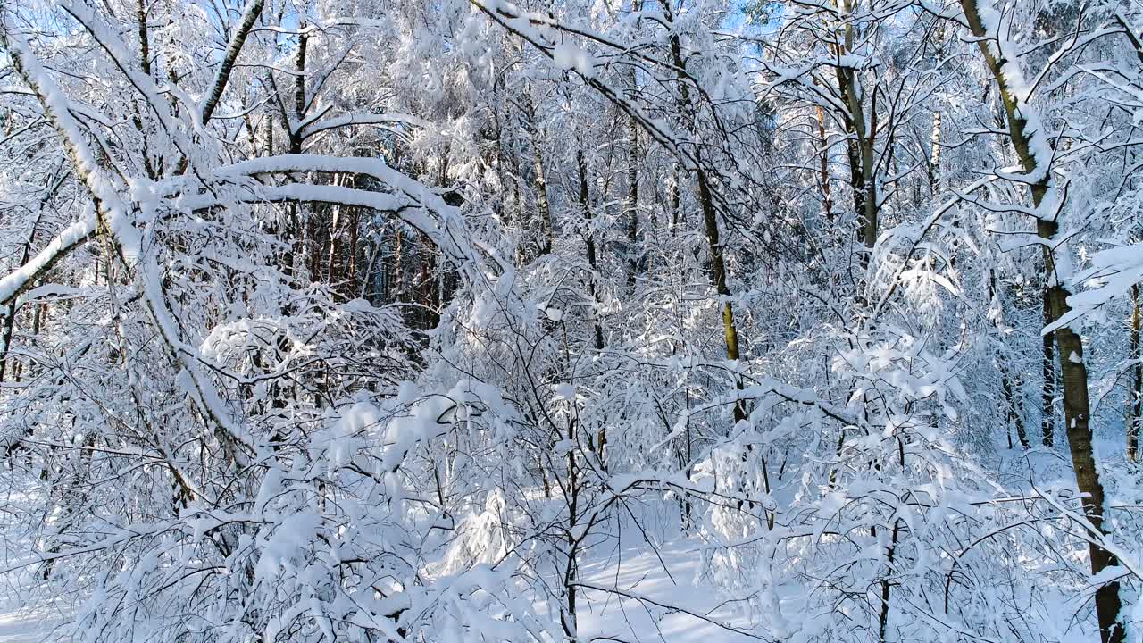 숲에 눈 덮인 가지입니다. 겨울 요정 배경