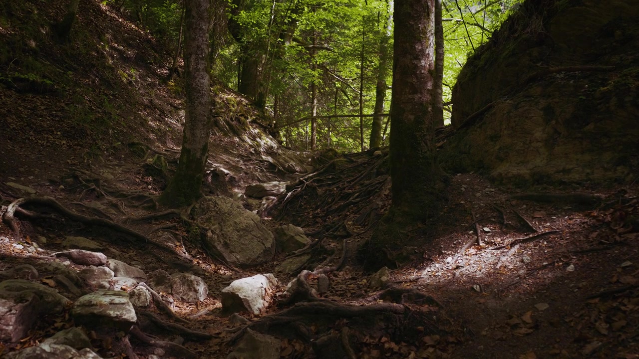 Sentiero escursionistico nel bosco con spesse radici esposte degli alberi come gradini naturali, luce solare attraverso alberi verdi, Baviera.