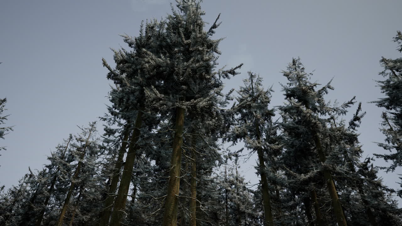 Tall Snow-Covered Trees in a Winter Forest
