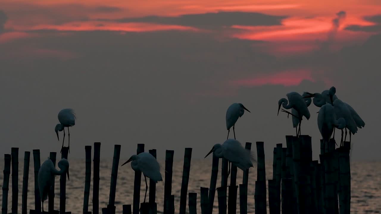중대 백로, 일컬어 일반적인 백로 또는 큰 백로