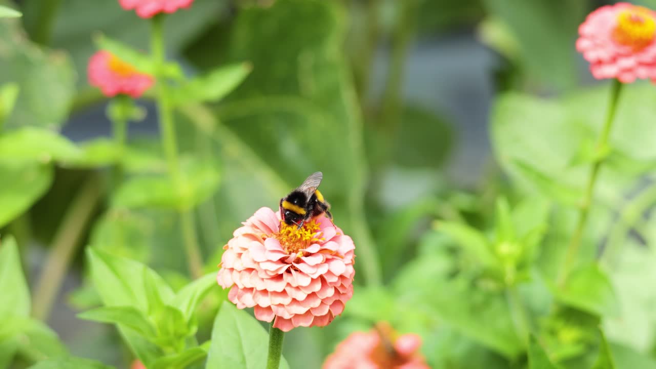 벌 이 정원 에 있는 지니아 꽃 을 꽃가루 로 꽃 가루 를 뿌리고 있다