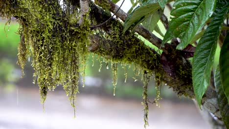 Lluvia-Cayendo-Sobre-La-Rama-De-Un-árbol-Con-Musgo-Colgante,-Gotitas-De-Agua-Goteando