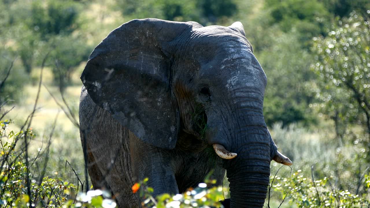 grandes elefantes africanos en el parque nacional de etosha, namibia
