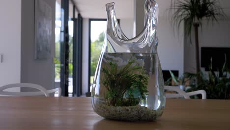 un disparo en órbita lenta alrededor de una pequeña planta sumergida en agua en un jarrón en una mesa